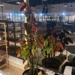 Angel plant With Pot