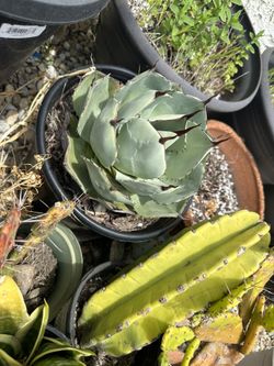 Artichoke Agave