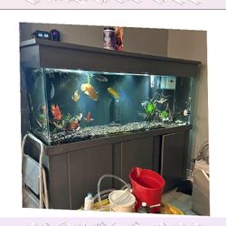 west cost Elite Aquarium Setup - First-Class Quality