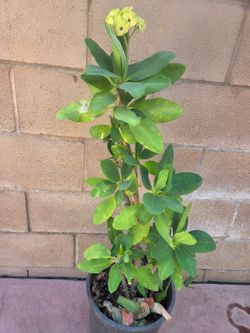 Corona De Cristo Plant