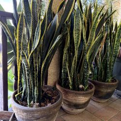 Snake Plants 50" tall,,  in Extra Large Pot  $55 each 