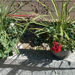 Plants Potted 