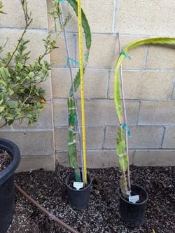 Dragon Fruit- Country Roads Variety