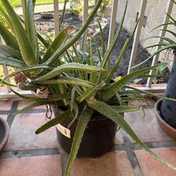 Large aloe vera plant