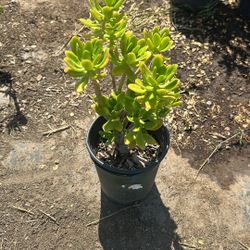 Plants