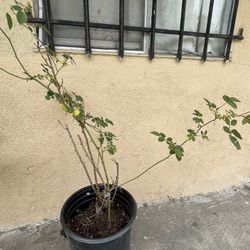 Rose Flower Pot For Sale In Los Ángeles 