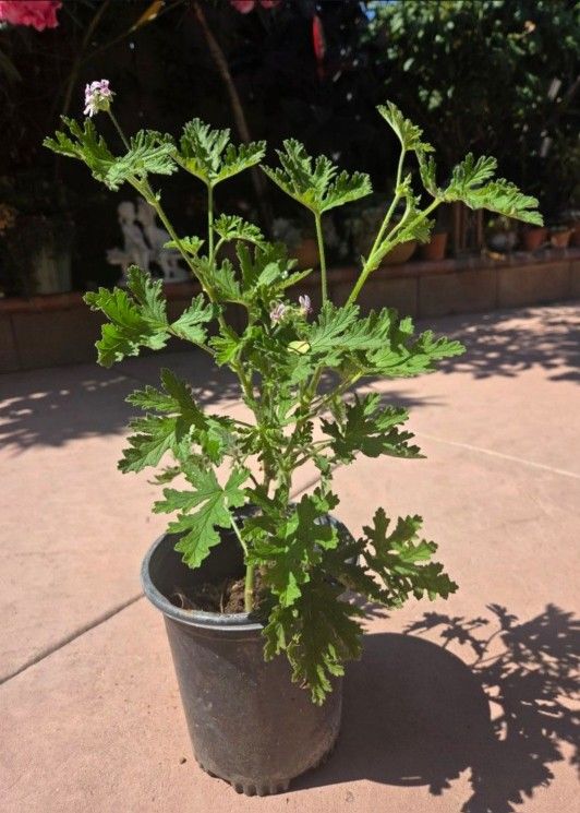 Citronella Plant 🦟 🪰 🪰🪳🦟