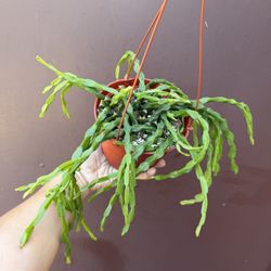 6” rrhipsalis paradoxa