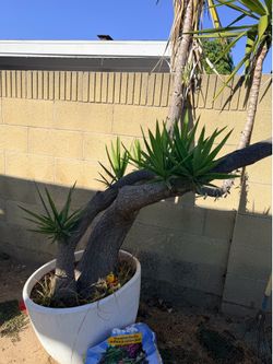 Free Palm Tree
