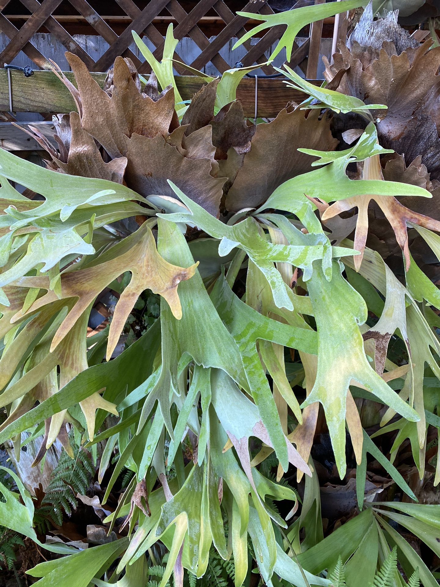 Stag horn ferns