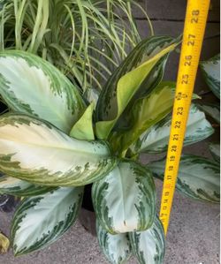 10” pot super full/lush Chinese evergreen silver bay; low light/low maintenance indoor plants; 95820