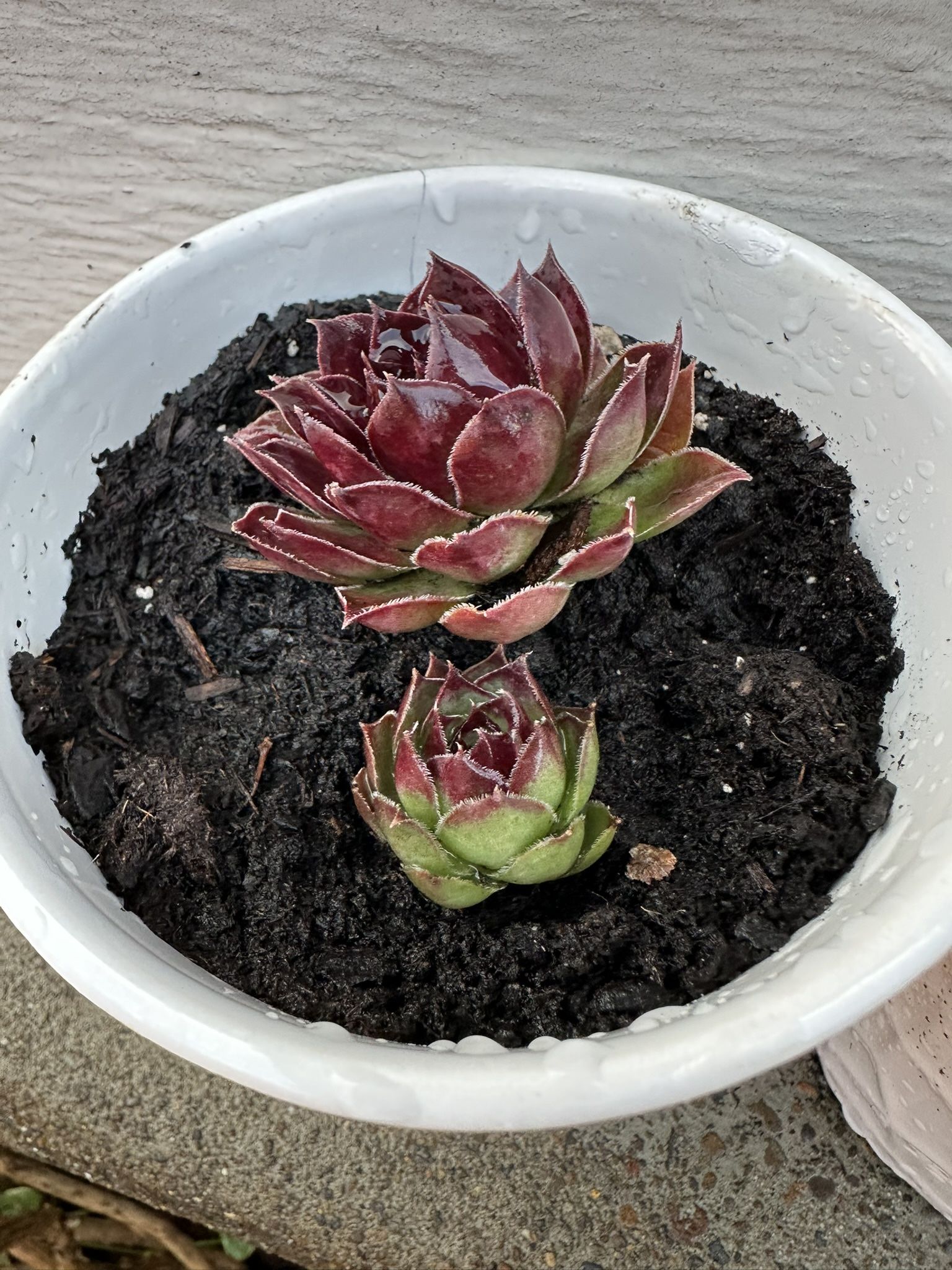 Purple Succulent