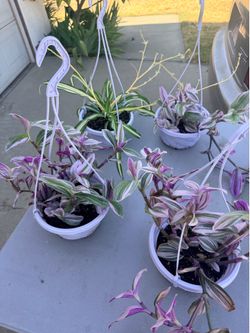 Plant sale