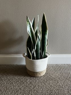 Small Boho room plant