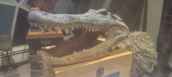 Crocodile head