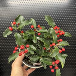 🪴Housplqnt Holly Berry Plant