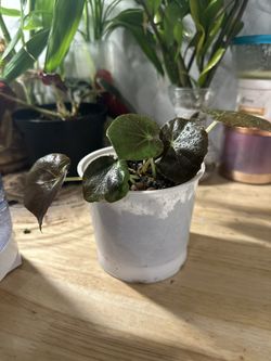 Beafsteak Begonia