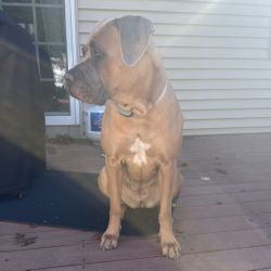 Extra Large Heavy Duty Dog Crate