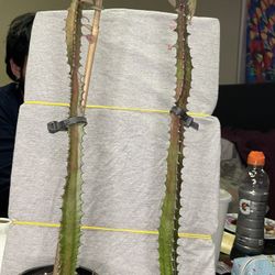 African Milk Tree Cuttings(rooted)