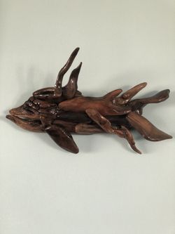 Driftwood hog fish