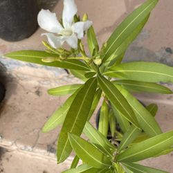 Nerium Oleander L Or Laurel Blanco Plant
