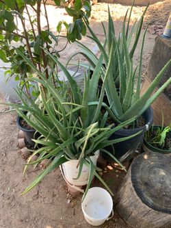 Part One Of The Aloe Vera And Variety Of plants available