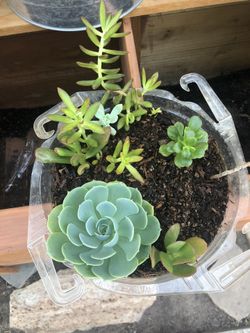 Variety of thriving succulents