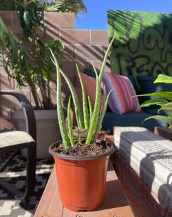 Snake Plants! Aloe! Pothos! Sale!!!