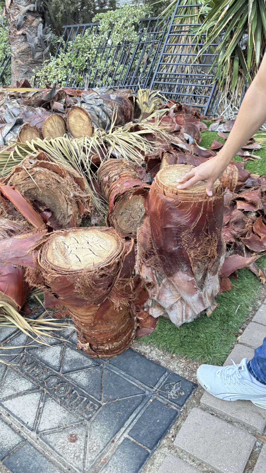 Palm Tree Pieces