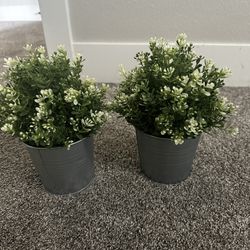 Plant  With Pots 