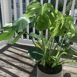 Beautiful Monstera Plant
