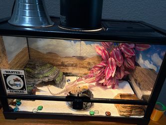 Bearded dragon baby whole set up