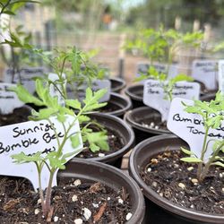 Sunrise Bumble Bee Tomato plants