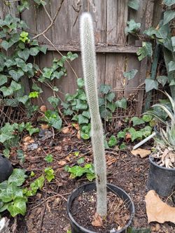 Silver torch cactus plant