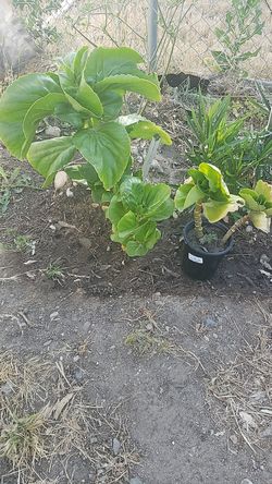 Plantas para tipos
