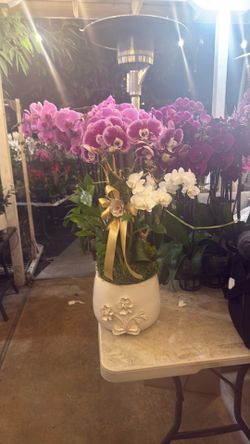 Beautiful natural orchid arrangement
