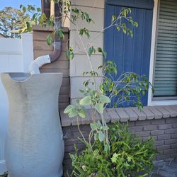 Ficus Benjamina 'Weeping Fig' Plant In a 15g Pot, w/ A lot Of Succulents 