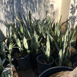 Plants For  Sell 