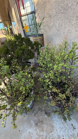 Sale ! Plants lots of them pl look!