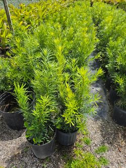 podocarpus Instant Privacy Hedge For Fence Green Full Ready