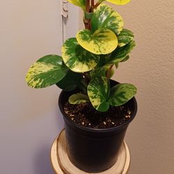Highly Variegated Peperomia Live House Plant 🪴 