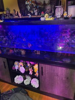 Tank Fhis 125 gallons