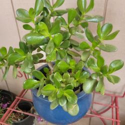 Jade Plant