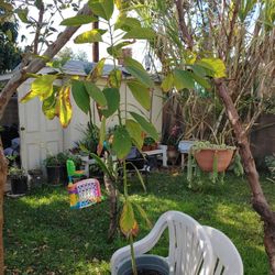 AVOCADO TREE