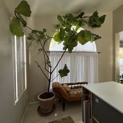 LARGE Fiddle Leaf Fig Tree
