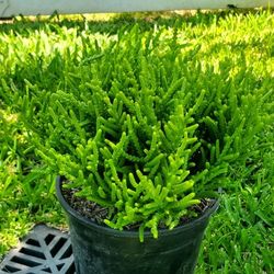 #68  Watch chain, a species of Crassula 1gal