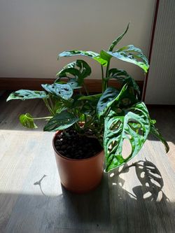 Swiss cheese vine monstera adansonii