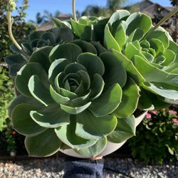 Succulent plant (4 Suculenta)