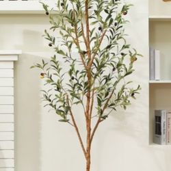 Olive Tree