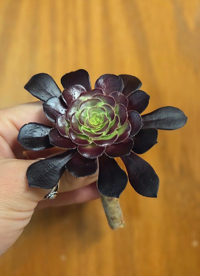 Succulents - Purple Aeonium Rosettes for Propagation